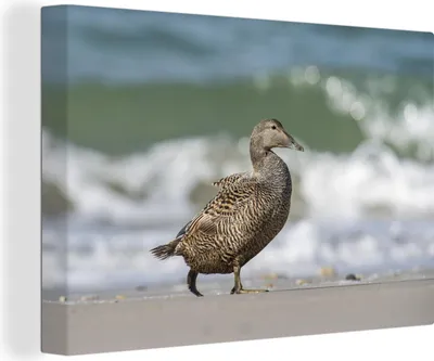 Produktbild von OneMillionCanvasses® - Leinwandbilder - 140x90 cm, Eiderente - Strand, Wandbilder Kunstdruck Wanddekoration - Foto auf Leinwand - Gemälde auf Holzrahmen