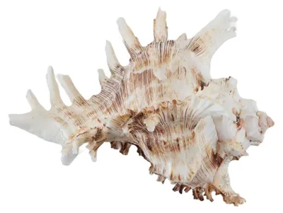 Natürliche Muscheln 14-16 cm für Aquarium & Deko