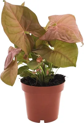 Produktbild von Purpurtute Syngonium Neon Ø12cm 25cm Pflegeleicht Dekorativ Zimmerpflanze Büro