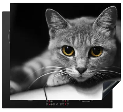 Obrázek produktu pro Ochranný obal z vinylu, rozměry 60 x 52 cm