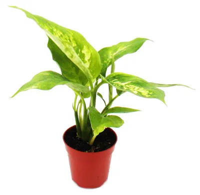 Produktbild von Mini-Pflanze – Dieffenbachia – Dieffenbachia – Ideal für kleine Schalen und Gläser – Jungpflanze im 5,5-cm-Topf