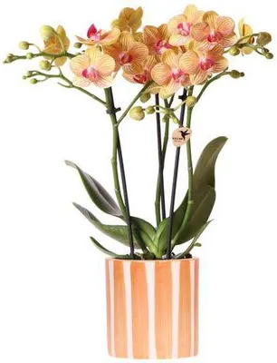 Obrázek produktu pro Orchidej Phalaenopsis Bozen Orange - pokojová rostlina, prumer 9cm - vcetne