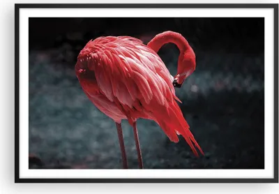 Produktbild von Gerahmtes Poster - Schwarzer Rahmen - Flamingo Rosa Vogel - 91,5x61 cm - Wand Bild - Wanddeko - Wandbilder - Kunstposter - Wandposter - Bilderrahmen - Bilder - Kunstdruck - P2BAA91x61-4551