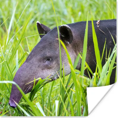 Produktbild von MuchoWow® Poster Mittelamerikanischer Tapir im Nationalpark von Costa Rica 50x50 cm - Wohnzimmerdekoration