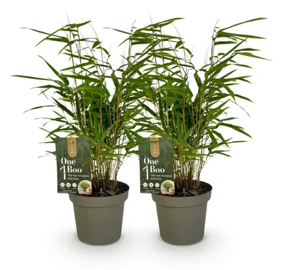 Produktbild von GreenboutiQ - Bambus - Fargesia rufa - Grün - 2 Pflanzen - Immergrün - Wuchernd- Topf 14cm Höhe 35cm