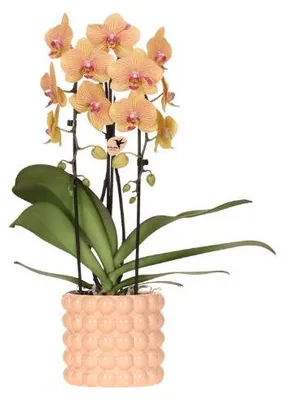 Produktbild von Orchidee Übertopf Peach Geschenkidee Ø12cm Zimmerpflanze Grünpflanze Topfpflanze