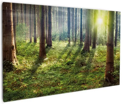 Produktbild von Wallario Premium Leinwandbild Sonnenuntergang im Wald zwischen den Bäumen in Größe 60 x 90 cm