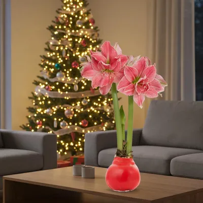 Obrázok produktu pre Amaryllis v vosku – 1 kus. Žiarivá amaryllis – cibuľka amaryllisu vo vosku, veľkosť 30/32. Exkluzívne, skutočné rastliny z Holandska – Hippeastrum (nie semená, nie umelá replika)