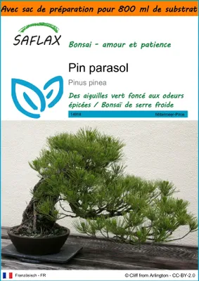 Image de SAFLAX Garden in the bag - Pin parasol - 6 graines - Pinus