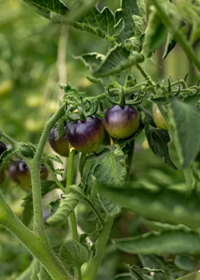 Obrázok produktu pre Semená paradajok Bosque Blue Bumblebee - okrasná a zberatelská odroda s