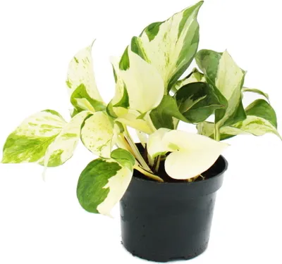 Produktbild von Weiß-bunte Efeutute - Epipremnum Happy Leaf - Scindapsus - 12cm Topf - rankende Zimmerpflanze