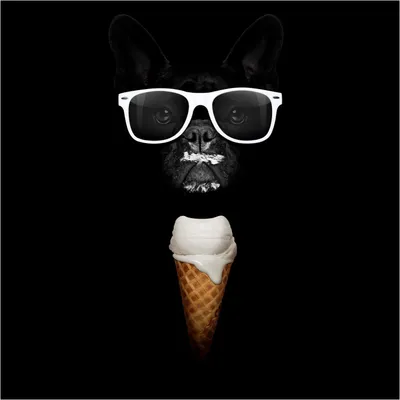 Produktbild von Wallario Magnet für Kühlschrank / Geschirrspüler, magnetisch haftende Folie - 60 x 60 cm, Motiv: Hund mit Eis