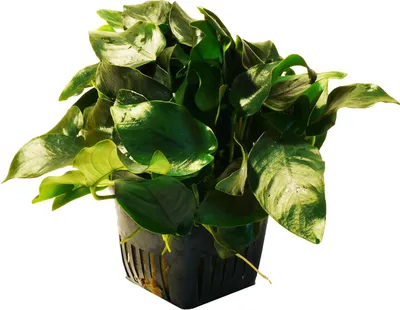 Produktbild von Mutterpflanze Zwerg-Speerblatt (Anubias barteri nana)