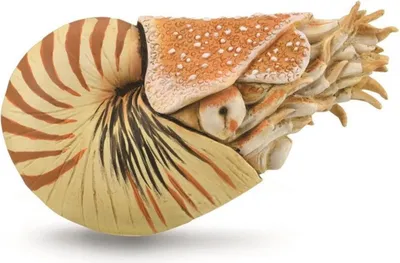 Zdjęcie produktu dla Nautilus Pompilius