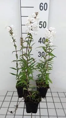Obrázek produktu pro 6 x Phlox (m) 'Delta' - Plamenný květ - květináč 9 x 9 cm