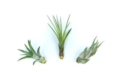 Zdjęcie produktu dla Gardners Set mini tillandsií 3 ks