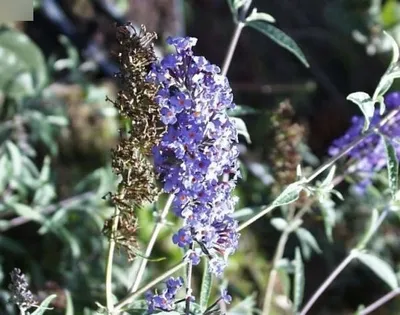 Produktbild von Schmetterlingsstrauch Nanho Blue - Buddleja davidii Nanho Blue (60-100)
