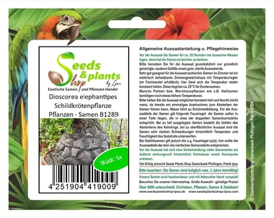 Produktbild von 5x Dioscorea elephantipes Schildkrötenpflanze Pflanzen - Samen B1289