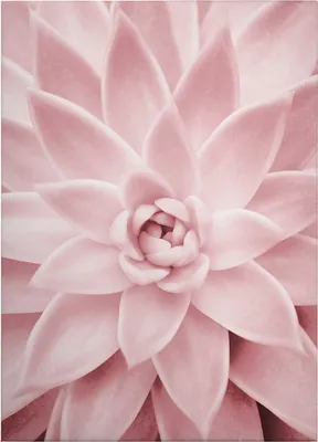 Produktbild von Leinwandbild Blumen Floral 70 x 50 cm - Wandbild Weiß Rosa - Keilrahmen Natur Wohnzimmerdeko Wanddeko Wandgemälde