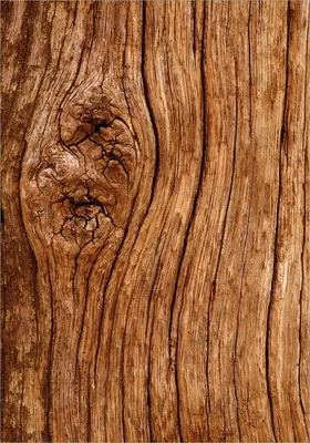 Produktbild von Wallario selbstklebendes Poster - Holzstamm mit Asteinschluss, Größe: 70 x 100 cm