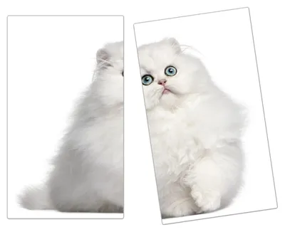 Produktbild von Spritzschutz Herdabdeckplatte Schneidebrett aus Glas Weisse Katze 2-Teilig (60x52cm)
