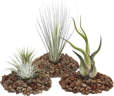 Produktbild von 1 Set mit 3 Tillandsien (1 ionantha 1 juncea 1 caput medusa)