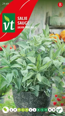 Obrázok produktu pre Semienka šalvie - približne 1 gr | VT_2969