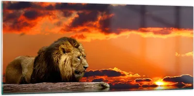 Produktbild von Bilder auf glas - Löwe Sonne Landschaft - 120x50cm - Glasbilder - Wandbilder - Kunstdruck - zum Aufhängen bereit - Wanddekoration aus Glas - Glas Bilder - Wandbild auf Glas - GAB120x50-0230
