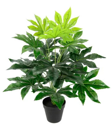 Productafbeelding van Kunstplant Aralie, 60 cm, in pot – Kunstplant, groen, met bladeren met een realistisch uiterlijk