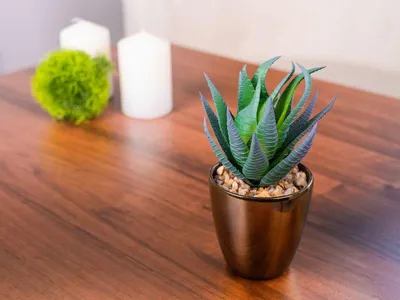 Produktbild von Sukkulente MagicHome S15643, 17 cm, Blumentopf - Kunststoff, golden, künstlich 6 Stück