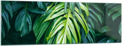 Produktbild von Bilder auf glas - Blume Natur - 160x50cm - Glasbilder - Wandbilder - Bilder - Kunstdruck - zum Aufhängen bereit - Wanddekoration aus Glas - Glas Bilder - Wandbild auf Glas - Einteilig - GAB160x50-3951