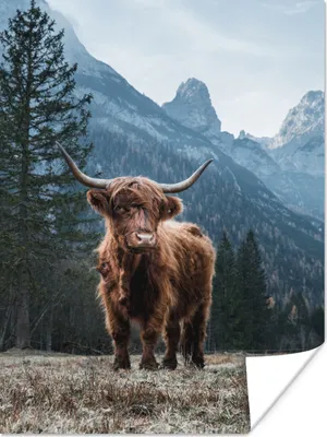 Produktbild von MuchoWow® Poster Schottische Highlander - Berg - Landschaft - Bäume - Kuh - Natur 120x160 cm - Wandbilder