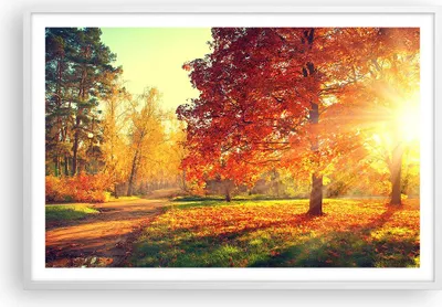 Produktbild von Gerahmtes Poster - Weißer Rahmen - Park Herbst Baum - 91,5x61 cm - Wand Bild - Wanddeko - Wandbilder - Kunstposter - Wandposter - Bilderrahmen - Bilder - Kunstdruck - Wandbild - P2WAA91x61-3654