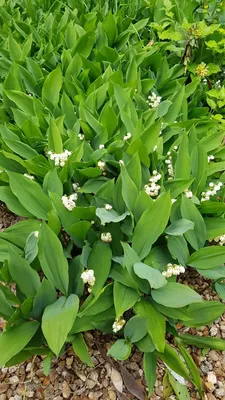 Image de Convallaria majalis / Muguet des Jardins Blanc