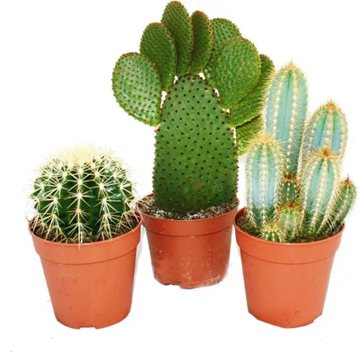 Produktbild von 3 rôzne väcšie kaktusy v sade, 12cm kvetinác, výška cca 15-28cm