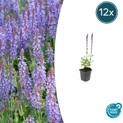 Obrázek produktu pro Šalvej hajní - Salvia nemorosa 'Caradonna' - 9cm kvetinác - sada 12 rostlin