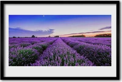 Produktbild von Bild 60x40 MDF-Rahmen Wandkunst Wiese Blumen Natur Pflanze