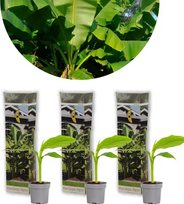 Image de Bloomique - Lot de 3 - Musa Basjoo - Bananier du Japon - Plantes de jardin - Rustique - Hauteur 20-30 cm - Pot 10,5 cm