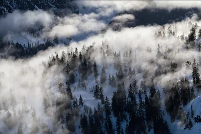 Produktbild von Muralo Fototapete Wald im Nebel 416 (B) x 290 (H) cm Vlies Tapete Wandtapeten Bäume Schnee Wohnzimmer Schlafzimmer moderne Wandbilder XXL Landschaft Panorama Wand Dekoration