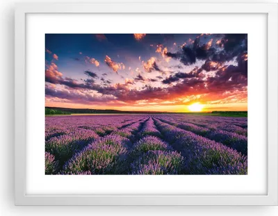 Produktbild von Gerahmtes Poster - Weißer Rahmen - Lavendel Berge Feld - 40x30 cm - Wand Bild - Wanddeko - Wandbilder - Kunstposter - Wandposter - Bilderrahmen - Bilder - Kunstdruck - Wandbild - P2WAA40x30-3816