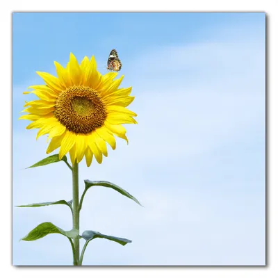 Produktbild von Wallario selbstklebende Möbelfolie/ Tischdecke für Innen und Außen, Größe: 70 x 70 cm - Sonnenblume mit Schmetterling