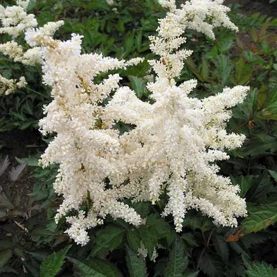 Immagine prodotto di 6 x Astilbe japonica 'Deutschland' | Vaso 9 cm x 9 cm