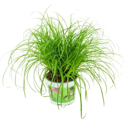 Produktbild von Zynesflora Echtes Katzengras 1 Stück Cyperus Zumula Zyperngras - Ø 12 cm - Höhe: 25-30 cm - Essbares Pflanze für Katzen