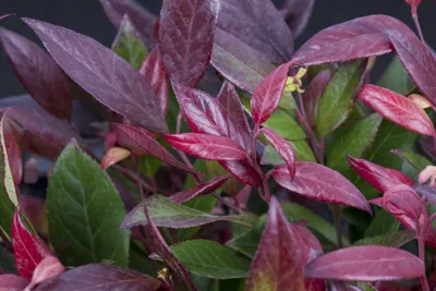 Produktbild von Leucothoe walteri 'Scarletta', Schattenglöckchen, rot, 30–40 cm