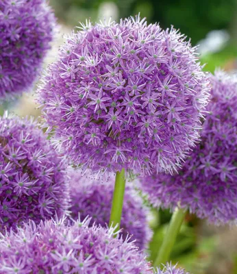 Produktbild von BALDUR Garten 3x Allium 'Gladiator', Zwiebeln mit Umfang 18-20 cm, große Blütenkugeln, lange Blütezeit, winterhart, mehrjährig & pflegeleicht, wunderschöner Zierlauch, Blickfang