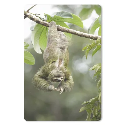 Produktbild von MuchoWow® Mauspad Mousepad Ein Faultier hängt kopfüber in den Bäumen 18x27 cm - Mousepads - Maus Mat - Pad - Mausunterlage