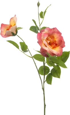 Produktbild von Warentuin Producten