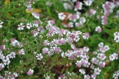Produktbild von 6 x  Aster lateriflorus 'Horizontalis' - Herbstaster - Topf 9 x 9 cm