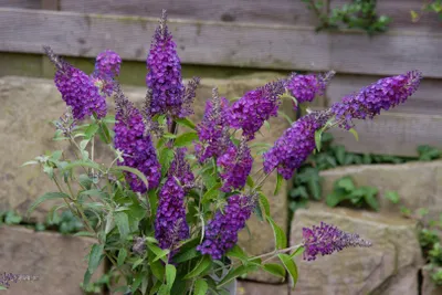 Produktbild von Buddleja 'Purple Chip' -S-, Schmetterlingsflieder, violett, 30–40 cm
