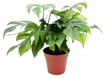 Produktbild von Monstera minima – Fensterblatt, 12-cm-Topf